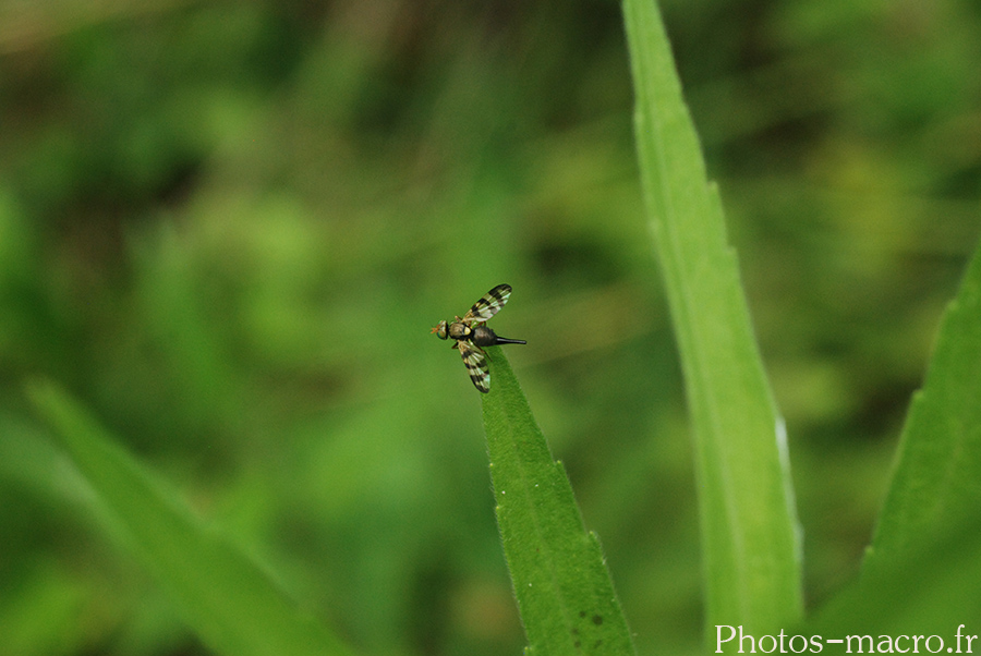 Urophora terebrans